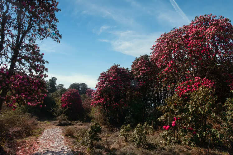 Khangchendzonga National Park, Sikkim