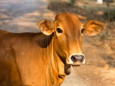 Cow Hug Day 2023: Why is cow so important and worshipped in India? - Times  of India