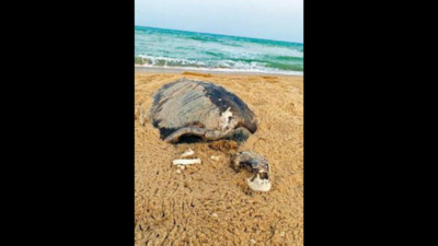 Tamil Nadu's Pulicat estuary becomes mass grave for olive ridley sea turtles