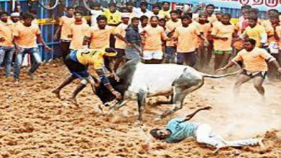102 humans, 20 bulls killed in jallikattu events since 2017