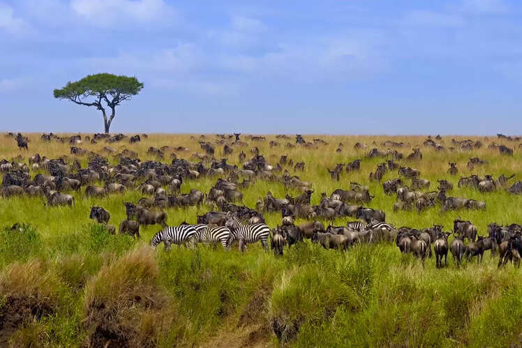 Most stunning pictures of Kenya you will see today | Times of India Travel