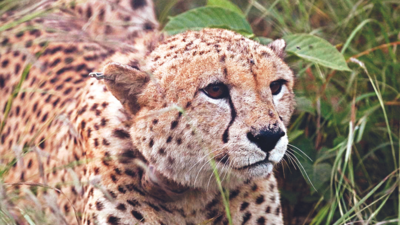 Soon, cheetahs in the wild in Kuno National Park, for the first time in India in 7 decades