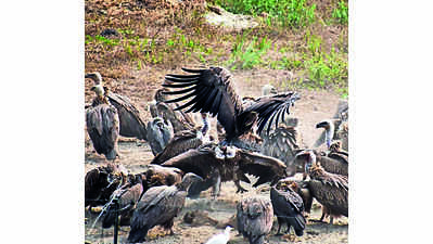 20 vultures released in Buxa