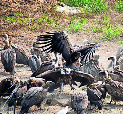 Alipurduar: 20 Vultures Released In Buxa | Kolkata News - Times of India