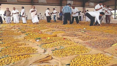 Steep fall in turmeric prices pinches farmers in Karnataka's Chamarajanagar district