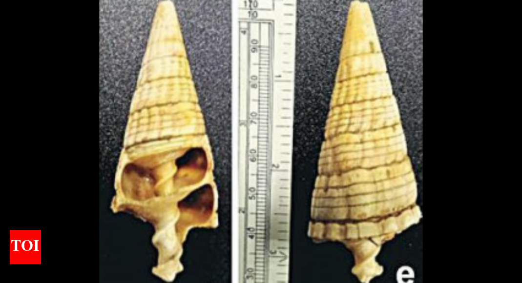 Dholavira: Shells tell the story of climate change at Gujarat's ...
