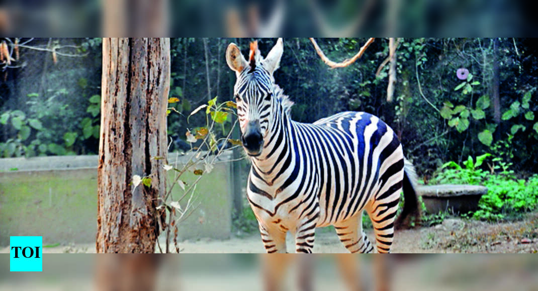 Patna City Zoo Receives 9 Inmates From Mysuru In Exchange Programme