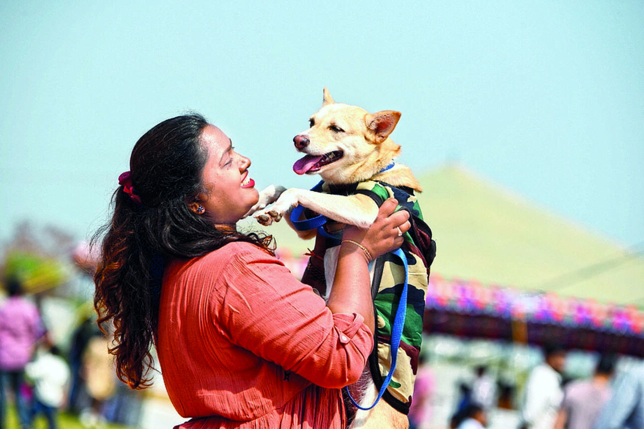 Vmc To Cut 'dog Tax' After Poor Response From Pet Owners | Vadodara News - Times of India Vmc To Cut 'dog Tax' After Poor Response From Pet Owners | Vadodara News - Times of India