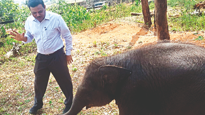 Chamundi center to be Karnataka’s ex-situ tiger conservation centre