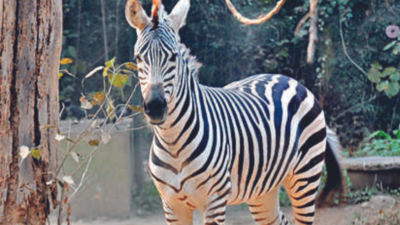Patna zoo receives 9 inmates from Mysuru in exchange programme