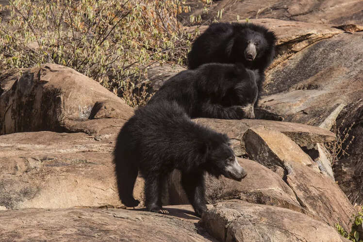 Go see sloth bears