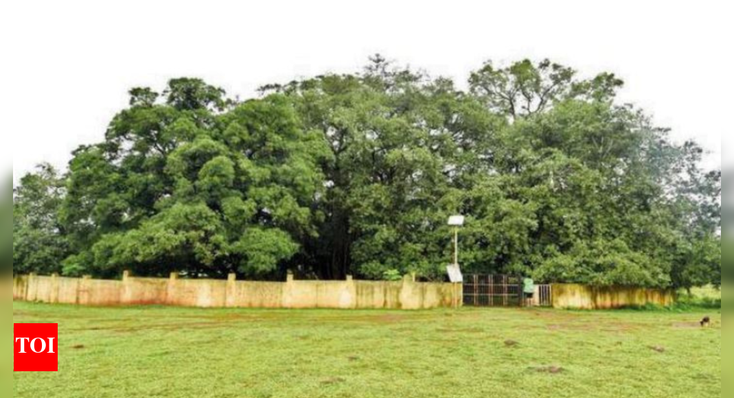 Tourism tag for banyan tree spread over one-and-a-half acres in Ajara ...