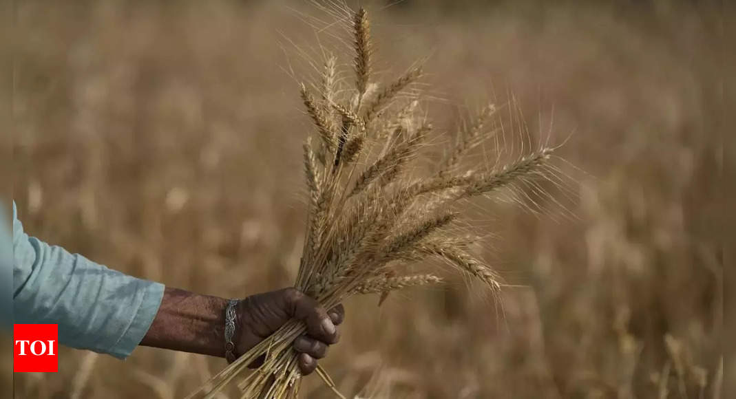 India to harvest record wheat, rapeseed crop in 2023 – Times of India