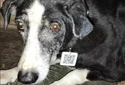 Mumbai engineer develops QR Code for stray animals | Mumbai News - Times of India Mumbai engineer develops QR Code for stray animals | Mumbai News - Times of India