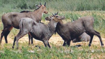 Bihar govt hires shooters to kill nilgais, boars to save crops | Patna News  - Times of India