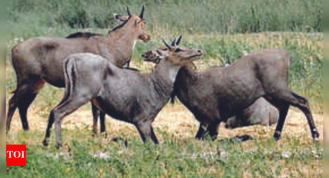 Bihar govt hires shooters to kill nilgais, boars to save crops | Patna News - Times of India Bihar govt hires shooters to kill nilgais, boars to save crops | Patna News - Times of India