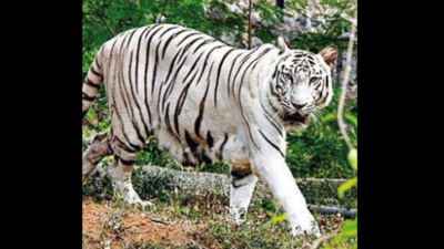 Kankaria: Kankaria zoo in Ahmedabad to welcome two tigresses from  Aurangabad | Ahmedabad News - Times of India