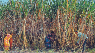 Karnataka: Sugarcane growers to picket DC's office on February 28