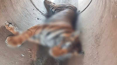 Tiger carcass found in Karnataka's Tumakuru, raises questions on habitat