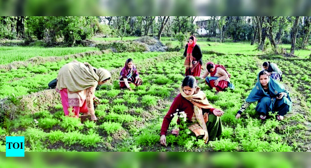 Scent Of Women’s Herbal Farming Success Attracts Others In Kangra