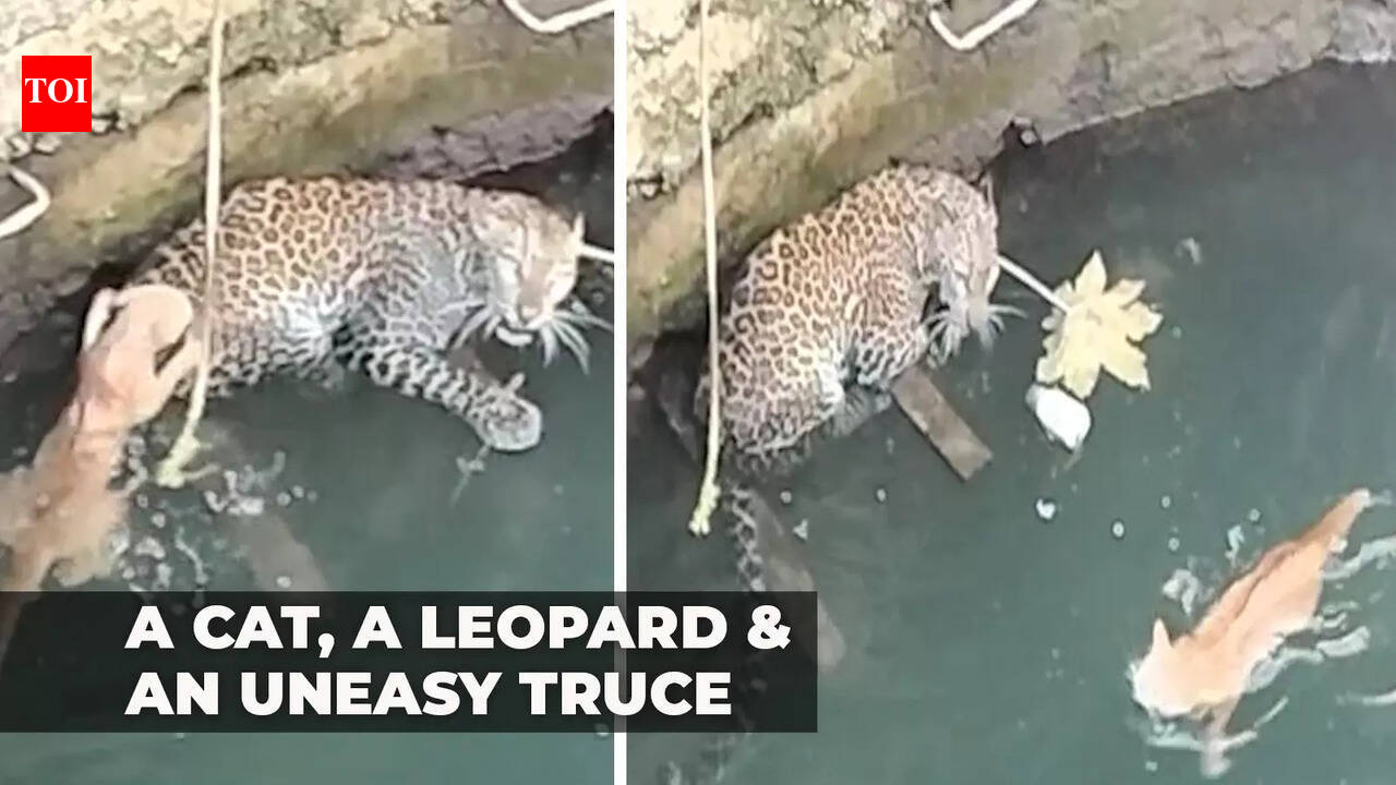 Cat and leopard fell in a well. Watch what happened next