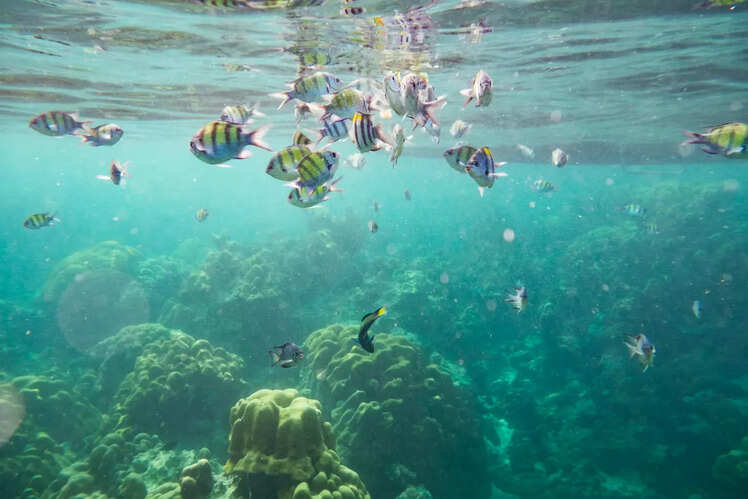 Snorkelling in Grande Island