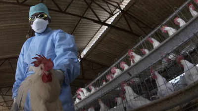 Bird flu: What are the risks to people and animals? - Times of India