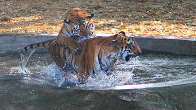 India lost 24 tigers between January 1 & February 8