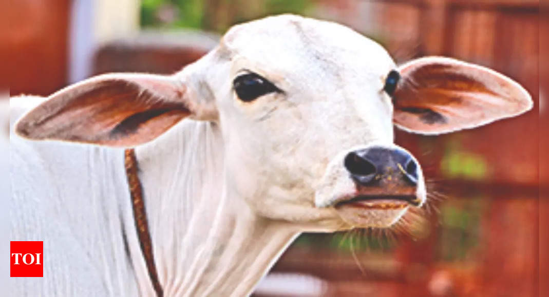 Government Set To Unveil 28 New Native Livestock Breeds 