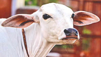19 Registered Breed in India