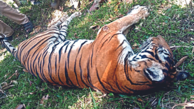 Mysuru: Captured tigers shifted to Chamundi rescue centre | Mysuru News -  Times of India