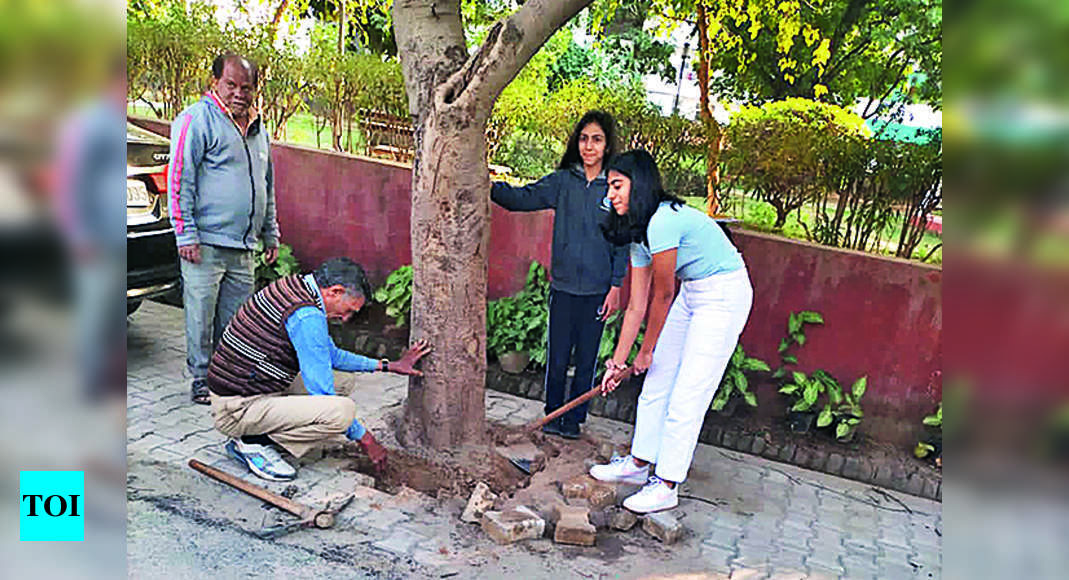 डीएलएफ 1 में पेड़ों के आसपास कांक्रीट हटाया गया, मैकजी कहते हैं |  गुड़गांव समाचार – टाइम्स ऑफ इंडिया