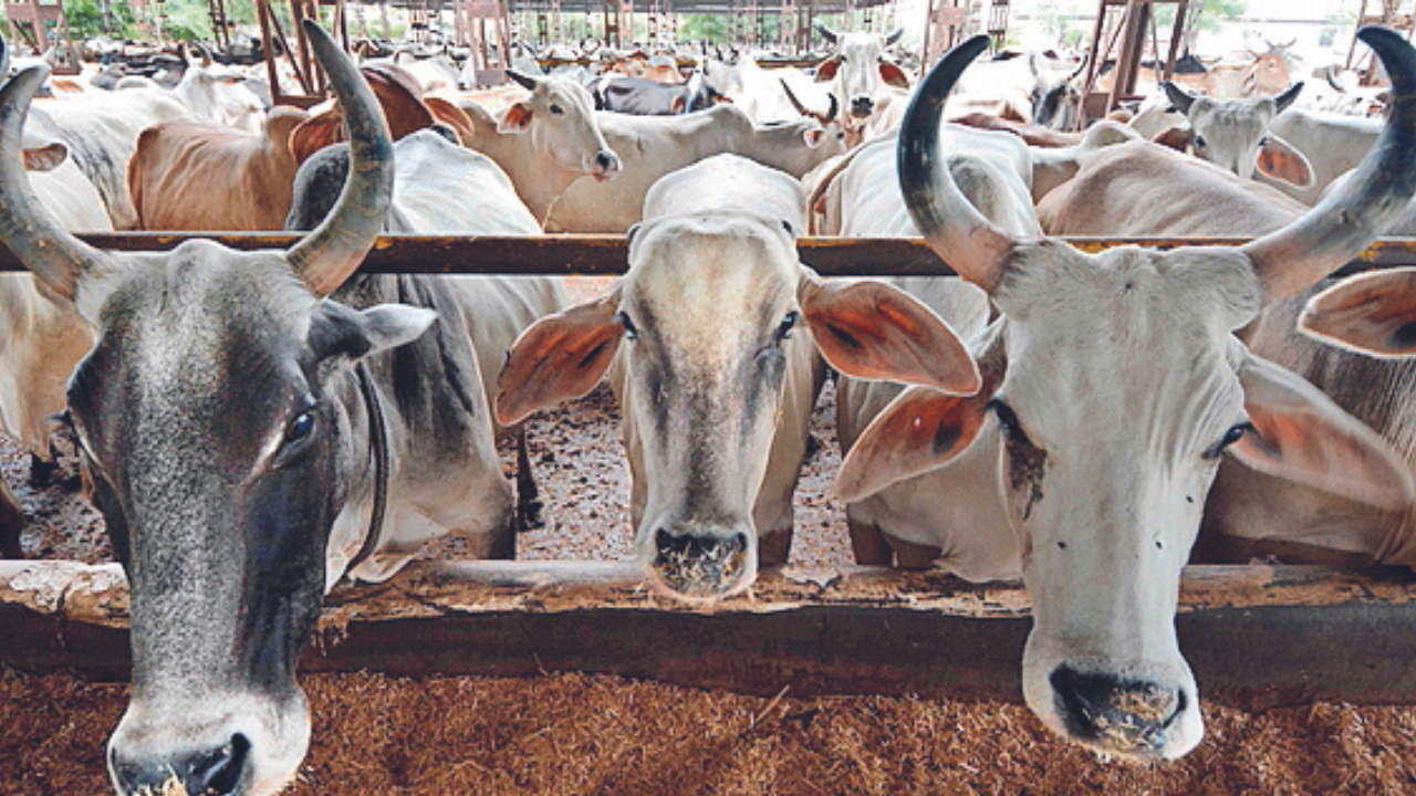 lsd-vax-drive-likely-to-get-hit-as-vet-pharmacists-go-on-stir-chandigarh-news-times-of-india