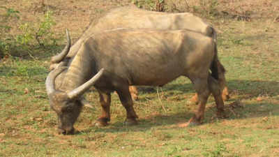 Odisha gets breed registration certificate for Manda buffalo