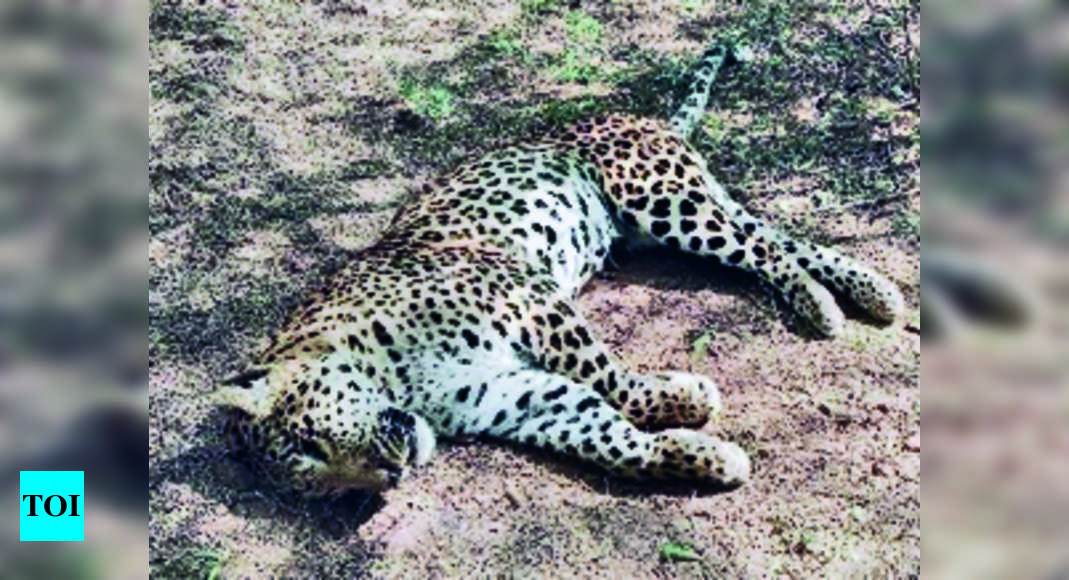 रामगढ़ विषधारी रिजर्व में बाघ से प्रादेशिक लड़ाई में तेंदुआ मारा गया |  जयपुर समाचार – टाइम्स ऑफ इंडिया