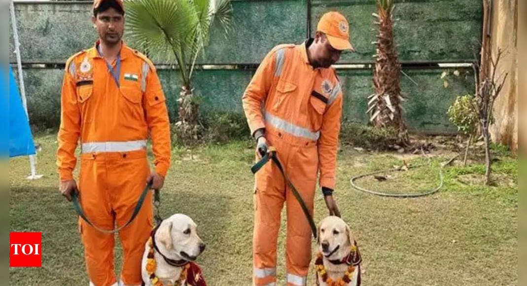 Ndrf:  Turkey earthquake: NDRF team, dog squad members return after 10-day rescue operation | India News – Times of India