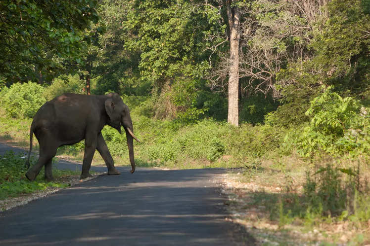 A beginner’s guide to Kabini | Times of India Travel