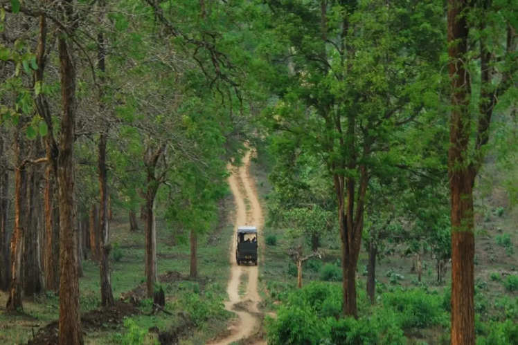 A beginner’s guide to Kabini | Times of India Travel