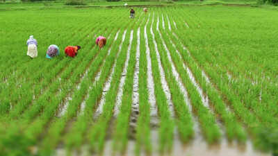 'Weed linked to wheat behind virus that stunts paddy'