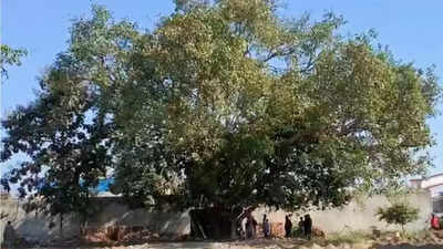 Navi Mumbai Municipal Corporation to conduct tree census in 2023