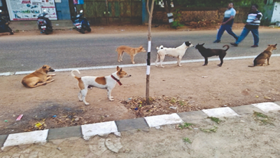 Stray dog menace haunts morning walkers in Tamil Nadu