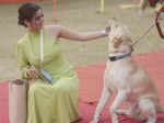 Poochilicious pets steal the show at city carnival