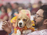 Poochilicious pets steal the show at city carnival