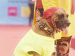 Poochilicious pets steal the show at city carnival