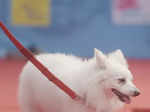 Poochilicious pets steal the show at city carnival