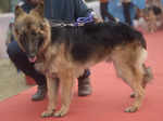 Poochilicious pets steal the show at city carnival