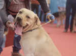 Poochilicious pets steal the show at city carnival