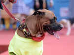 Poochilicious pets steal the show at city carnival