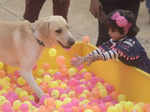 Poochilicious pets steal the show at city carnival