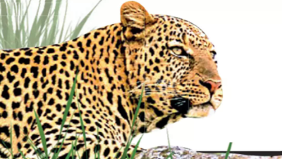 Biker collides with leopard in Goregaon Film City | Mumbai News - Times